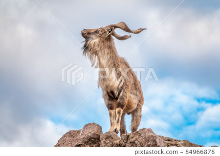 Markhor, Capra falconeri, wild goat native to Central Asia, Karakoram and the Himalayas standing on rock on blue sky background 84966878