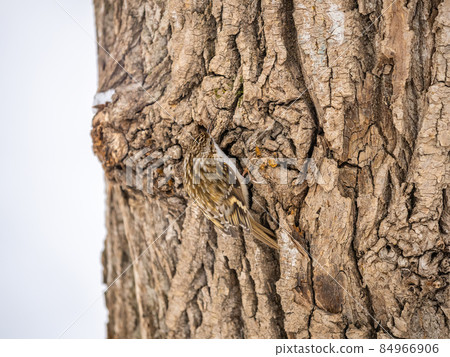 Little bird Eurasian treecreeper crawling on a tree in winter. Nature background. Bird: Short toed Treecreeper. Certhia brachydactyla. 84966906