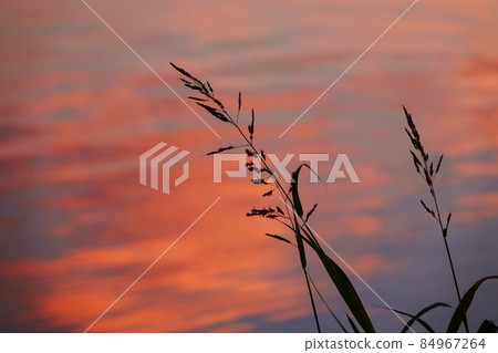 Silhouette of water and grass reflecting the sunset sky 84967264