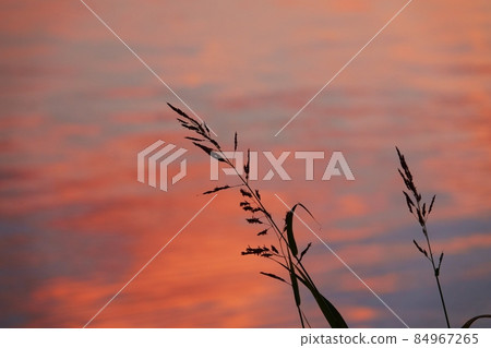 反射日落天空的水和草剪影 84967265