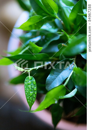 Ficus benjamina in a pot at home on the table. Macro photo. Top view. Ficus benjamina in a pot at home on the table. Macro photo. Top view. 84967288