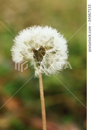 Drops on the fluff Drops on the fluff 84967535