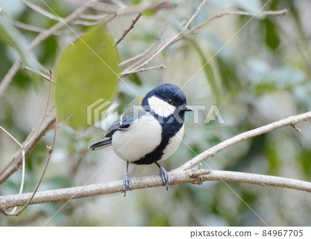 Great tit 03 Great tit 03 84967705