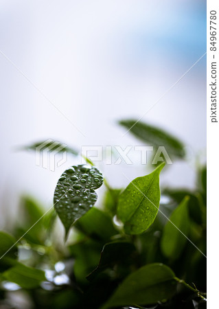 Ficus benjamina in a pot at home on the table. Macro photo. Top view. Ficus benjamina in a pot at home on the table. Macro photo. Top view. 84967780