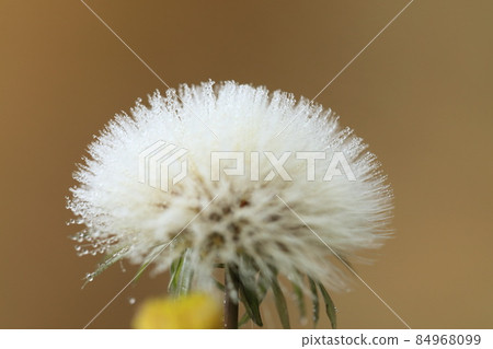 Dandelion fluffy drops Dandelion fluffy drops 84968099