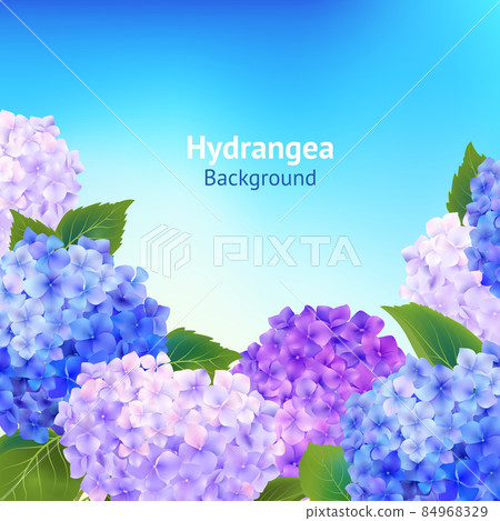 Hydrangea Flowers Background Hydrangea Flowers Background 84968329