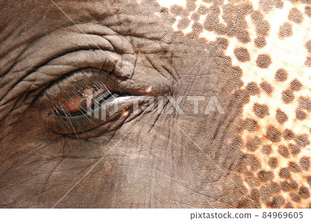 elephant. Right eye only (Bali / Indonesia) 84969605