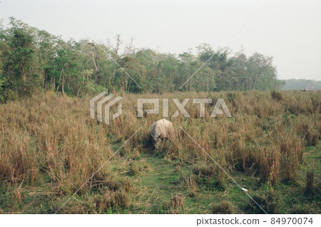 野生印度犀牛（奇塔旺/尼泊爾） 84970074