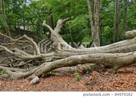 [Large tree collapsed due to strong typhoon] Natural disaster Disaster image 84970162