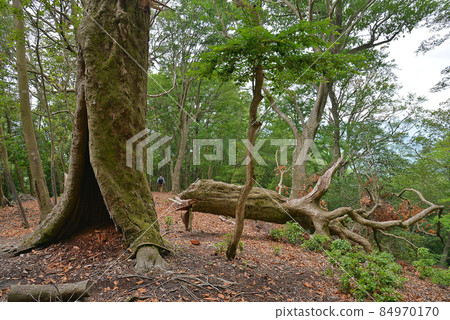 [Large tree collapsed due to strong typhoon] Natural disaster Disaster image 84970170