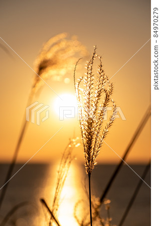 日出和Susuki 84970279