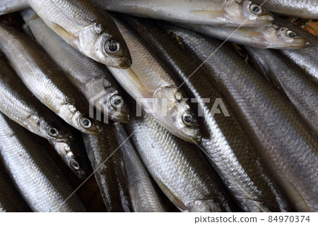 Smelt fishes on net. Pacific smelt fish variety 84970374