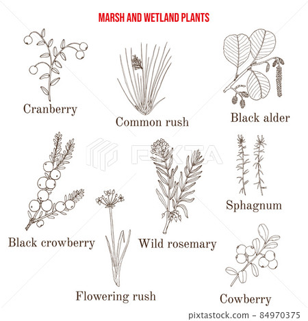 Marsh and wetland plants collection 84970375