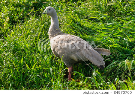 Cape Barren Goose - Phillip Island 84970700