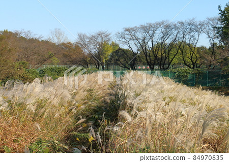 秋蒲草，一種屬於芒屬的植物，多年生草本，千葉縣鐮谷市初富市鐮谷市紀念公園 84970835