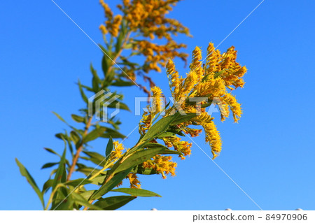 Solidago virgaurea，菊科，多年生草本植物，千葉縣鐮谷市初富，鐮谷市立紀念公園 84970906