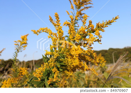 Solidago virgaurea，菊科，多年生草本植物，千葉縣鐮谷市初富，鐮谷市立紀念公園 84970907