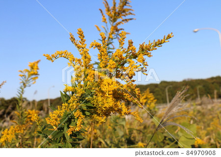 Solidago virgaurea，菊科，多年生草本植物，千葉縣鐮谷市初富，鐮谷市立紀念公園 84970908