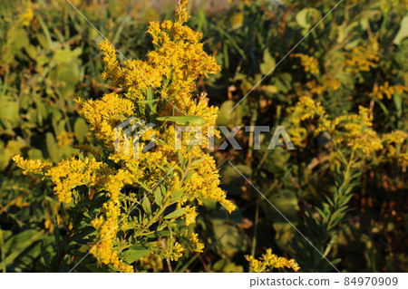 Solidago virgaurea，菊科，多年生草本植物，千葉縣鐮谷市初富，鐮谷市立紀念公園 84970909