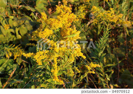 Solidago virgaurea, Asteraceae, perennial herb of the genus Solidago virgaurea, Kamagaya Municipal Memorial Park, Hatsutomi, Kamagaya City, Chiba Prefecture Solidago virgaurea, Asteraceae, perennial herb of the genus Solidago virgaurea, Kamagaya Municipal Memorial Park, Hatsutomi, Kamagaya City, Chiba Prefecture 84970912