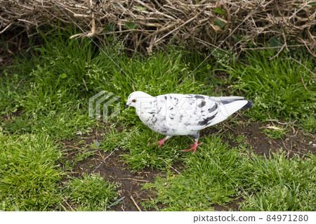 Beautiful white Fantail Pigeons Columba livia domestica pigeons resting in the grass 84971280
