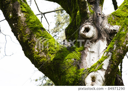 tree trunk covered with moss on a sunny spring day, a blackbird sits between the branches 84971290