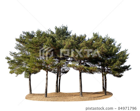 木頭，多汁，透明背景 84971796