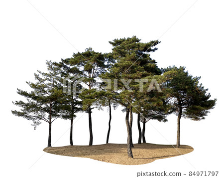 木頭，多汁，透明背景 84971797