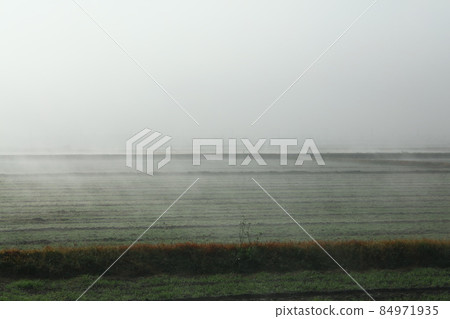 霧中的麥田 84971935
