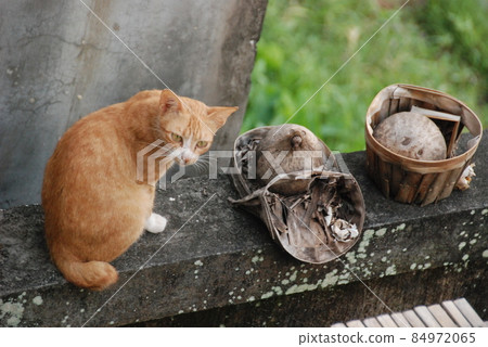 Noraneko 轉身(烏布 / 巴厘島 / 印度尼西亞) Noraneko 轉身(烏布 / 巴厘島 / 印度尼西亞) 84972065