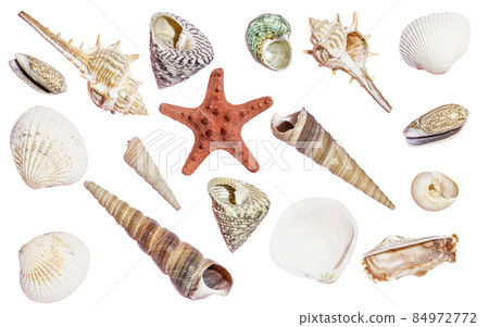 Seashells isolated background. Sea shells and ocean decor on empty white surface.  84972772