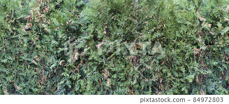 Green hedge background. Natural fence made of plants, ivy, bushes, in the garden of a country house. Landscaping of a private area Green hedge background. Natural fence made of plants, ivy, bushes, in the garden of a country house. Landscaping of a private area 84972803