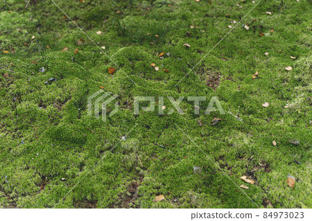Moss background. Surface of green moss in the forest. Biodiversity and plant forest background. 84973023
