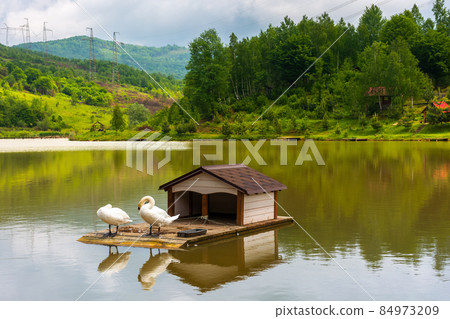 landscape with swans on the calm lake. beautiful reflection in the water. tranquil nature background in summer. elegant white birds in green outdoors landscape with swans on the calm lake. beautiful reflection in the water. tranquil nature background in summer. elegant white birds in green outdoors 84973209