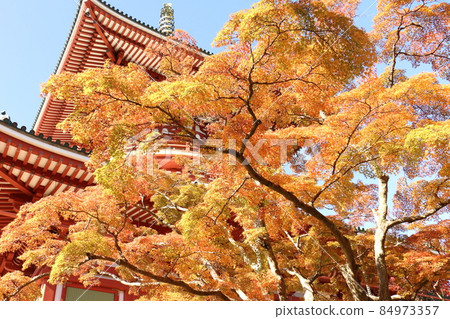 Autumn leaves Naritasan Shinshoji Temple Peace Pagoda, Narita City, Chiba Prefecture 84973357