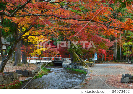 The stream along the stream of Kamigamo Shrine, which was worshiped in the early morning of Kinshu in 2021, is beautiful. The stream along the stream of Kamigamo Shrine, which was worshiped in the early morning of Kinshu in 2021, is beautiful. 84973402