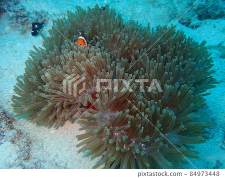 小丑anemonefish和海葵 小丑anemonefish和海葵 84973448
