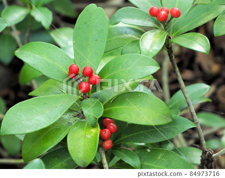 Skimmia japonica found on Chojahara Nature Research Road, Tano, Kokonoe-cho, Kusu-gun, Oita Prefecture Skimmia japonica found on Chojahara Nature Research Road, Tano, Kokonoe-cho, Kusu-gun, Oita Prefecture 84973716