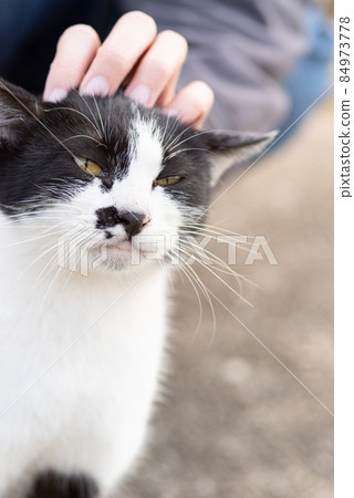 可愛的貓黑白貓 84973778