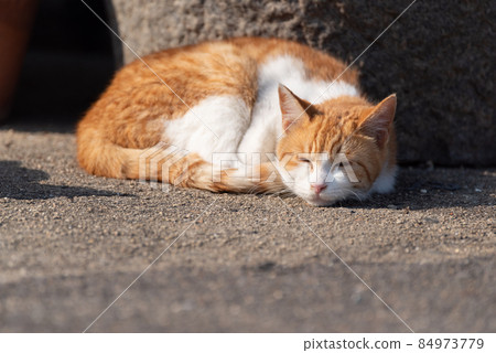 Hinata Bokko Tea Tabby White 84973779