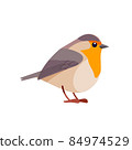 Robin is a small insectivorous passerine bird that belongs to the chat subfamily flycatcher family. Bird Cartoon flat style beautiful character of ornithology, v vector illustration isolated. 84974529