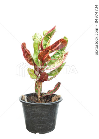 Croton plant isolated on white background 84974734