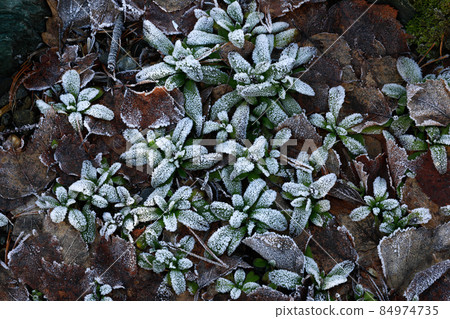 [Biei-cho, Hokkaido] Frosted morning December 84974735
