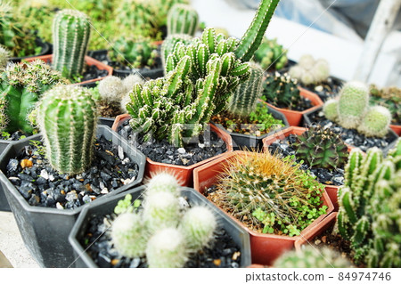 Many cactus pots in garden house and space for copy Many cactus pots in garden house and space for copy 84974746