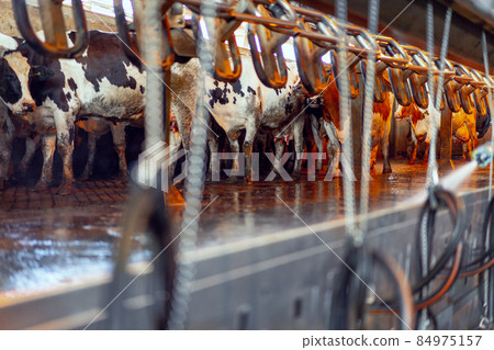 Milking equipment at a modern cowshed farm 84975157