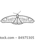 Coloring book or page for kids. Butterfly black and white vector 84975305