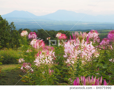Spider flower blooming in Higotai Park, Yamamura Tajiri from Aso District, Kumamoto Prefecture Spider flower blooming in Higotai Park, Yamamura Tajiri from Aso District, Kumamoto Prefecture 84975990