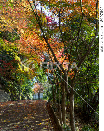 Autumn leaves on the approach to the shrine 84976064