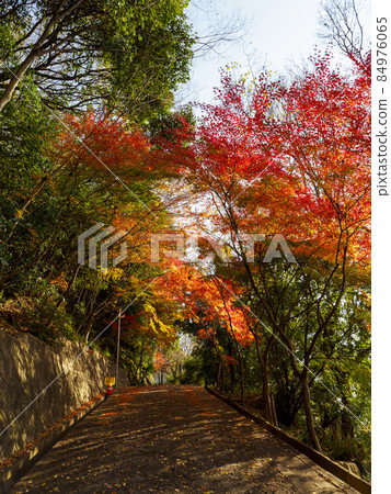Autumn leaves on the approach to the shrine 84976065