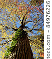 仰望長滿常春藤的秋日大樹 84976226